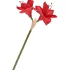 Amaryllis, L 37 cm