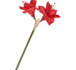 Amaryllis, L 37 cm