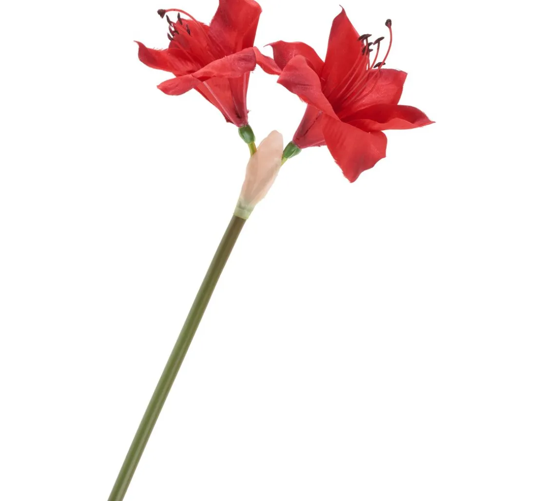 Amaryllis, L 37 cm