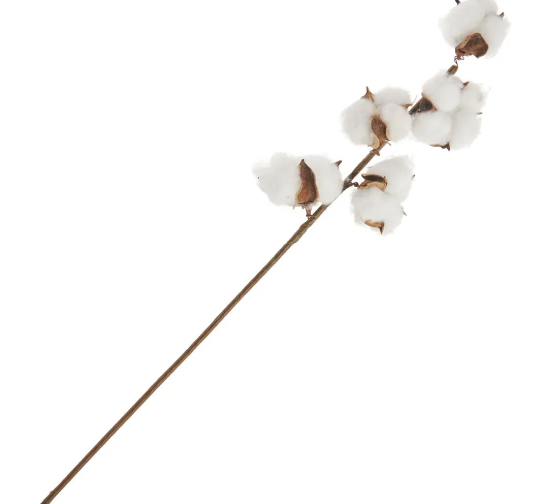 Baumwoll Zweig