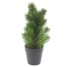 Edeltannenbaum "Rory" im Topf