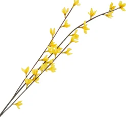Forsythien Zweig