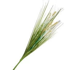 Gras mit Fruchtstand