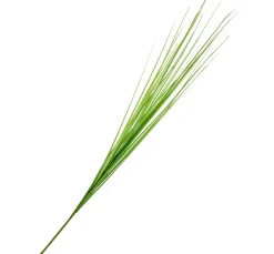 Isolepsis Gras