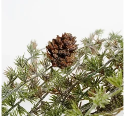 Lärchen Zweig, geeist mit Zapfen