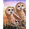 Malen nach Zahlen "Tawny Owls", 22 x 30 cm