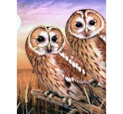 Malen nach Zahlen "Tawny Owls", 22 x 30 cm