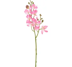 Mini Orchidee Phalaenopsis