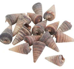 Muschel "Telescopium"