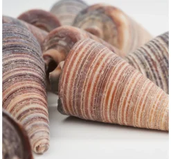 Muschel "Telescopium"