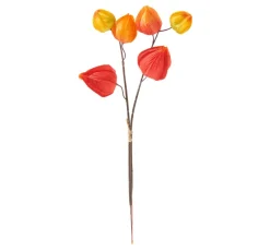 Physalis Zweig, 6 Lampionblüten