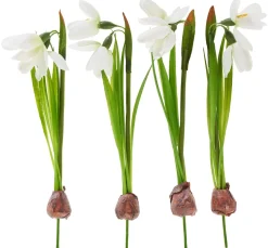 Schneeglöckchen mit Zwiebel