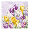 Serviette "Blühender Krokus"