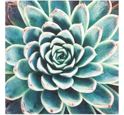 Serviette "Sukkulenten-Traum"
