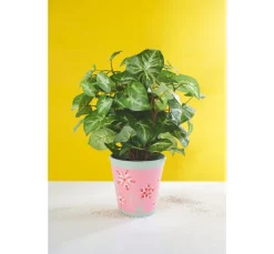 Terrakotta-Rosentöpfe, 3 Stck