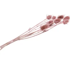 Trockenblumen "Kardendistel"