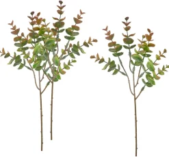 VBS Eukalyptus "Bendigo"