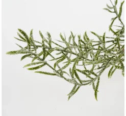 Wacholdergirlande, beeist