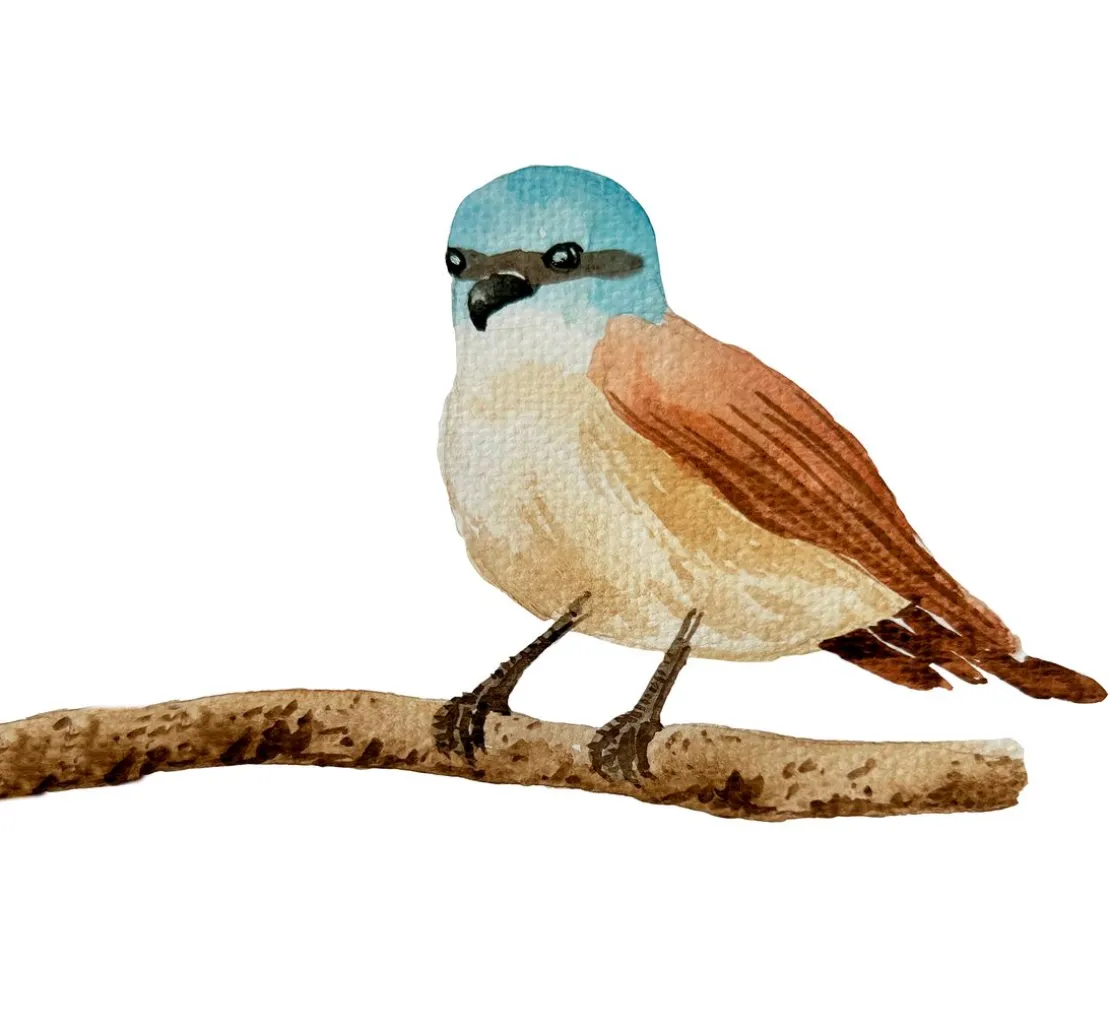 Watercolor - Die wunderbare Kreativbox. Mit Anleitungsbuch und Material