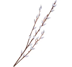 Weidenkätzchen Zweig