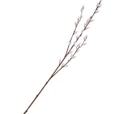 Weidenkätzchen Zweig