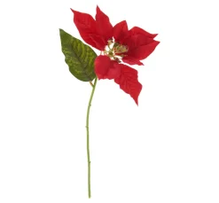 Weihnachtsstern Blüte