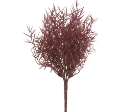 Zierspargel Bund "Sprengeri"